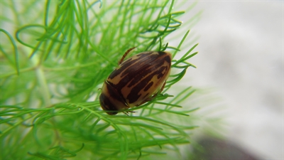 Wasserlebewesen: Gefleckter Schnellschwimmer 