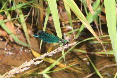 Wasserlebewesen: Blauflügel-Prachtlibelle