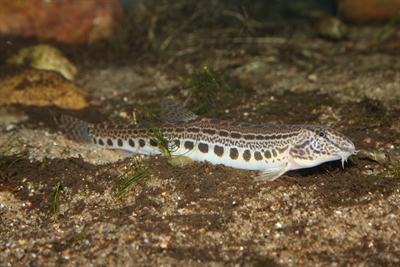 Wasserlebewesen: Steinbeißer