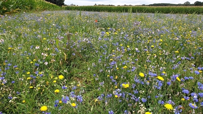 Die Dibella-Blumenwiese