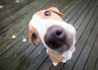Hund Groß Schnauze Stockfoto