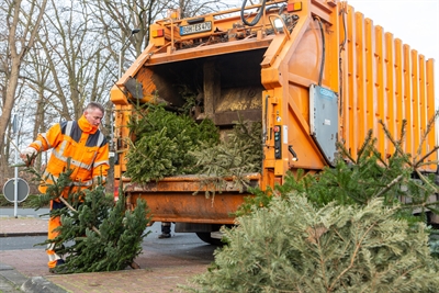 ESB sammelt Weihnachtsbäume 