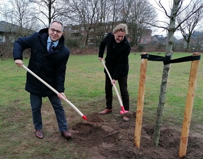 Lindenbaum Geschenk Gemeinde Aalten an Bocholt