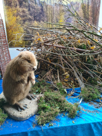 © Naturpark Schwalm-Nette