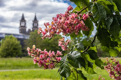Stadtgrün im Fokus der „magdeburger photographierer“
