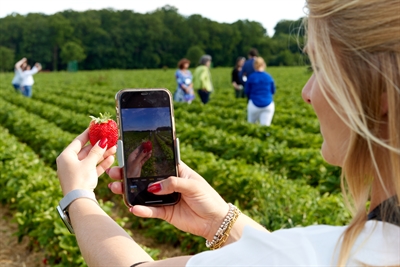 Instawalk Forstmannshof_Erdbeere