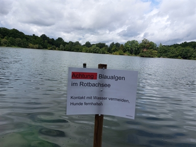 Blaualgen im Rotbachsee