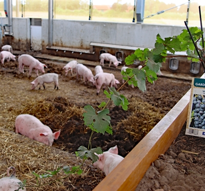 Münsterland-Siegel Hof May_Hochbeet