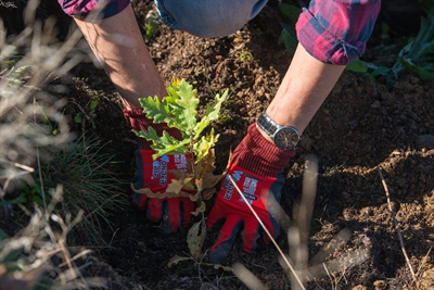 Die Pflanzaktionen des Bergwaldprojekts etablieren sich zunehmend im Märkischen Kreis. Foto: Bergwaldprojekt e.V.