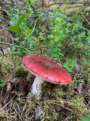 Ziegelroter Täubling