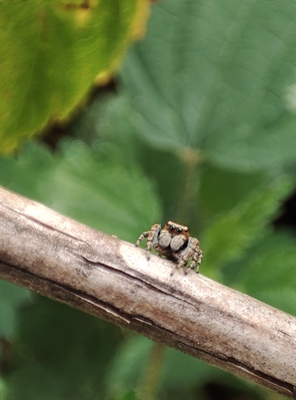 Bunter Sichelspinner (Evarcha falcata)