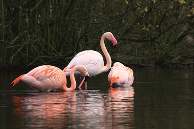 Flamingos gehören zu Hubert Stroetmanns Fotomotiven.