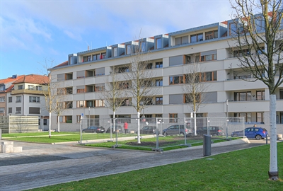 Neue Bäume an der Wallonisch-Niederländischen Kirche
