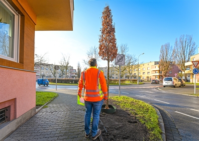 Säuleneichen Beethovenplatz