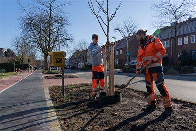 35 neue Bäume stehen an der Bocholter Herzogstraße