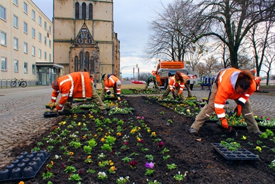 Start der Frühjahrsbepflanzung 2023 (Quelle: Landeshauptstadt Magdeburg/ Annekatrin Thurm)