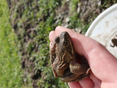 Grasfrosch