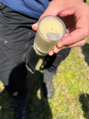 Insekten bestimmen 