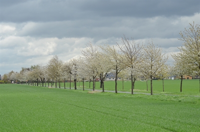 056/2023 Süßkirschenallee Woltorf