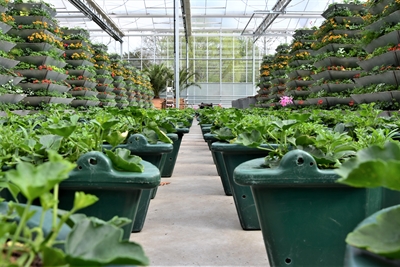 Hanau blüht auf - Foto 1