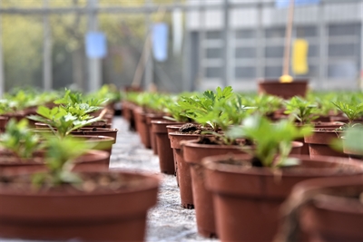 Hanau blüht auf - Foto 3