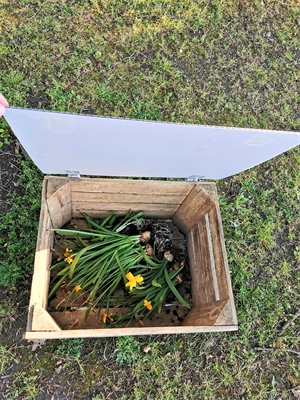 Blumenzwiebel-Sammelboxen - Foto 2