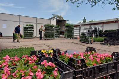Blumen werden für die Sommerbepflanzung auf dem Wirtschaftshof verladen (Quelle: Landeshauptstadt Magdeburg, Annekatrin Thurm)