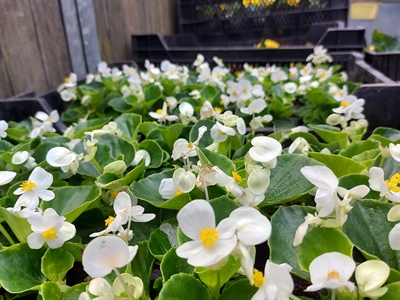 Blumen für die Sommerbepflanzung (Quelle: Landeshauptstadt Magdeburg, Annekatrin Thurm)  