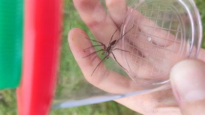 Bioblitz