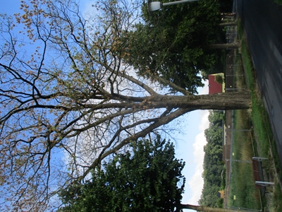 Dieser Baum muss gefällt werden 