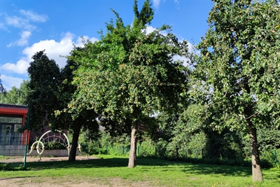 Obstbaumreihe Katharina-von-Bora-Schule
