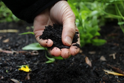Erntezeit im Gartenworkshop