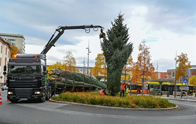 Weihnachtsbäume in Hanau