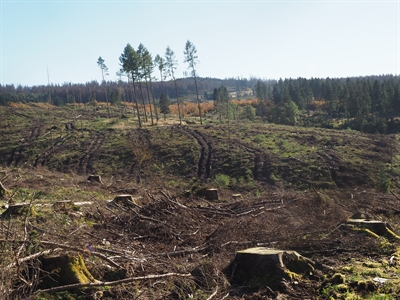 Wald im Harz