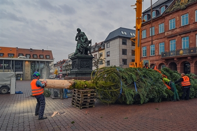 Weihnachtsbäume 2023 - Foto 1