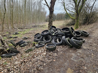 Altreifenfund Holzen (3)