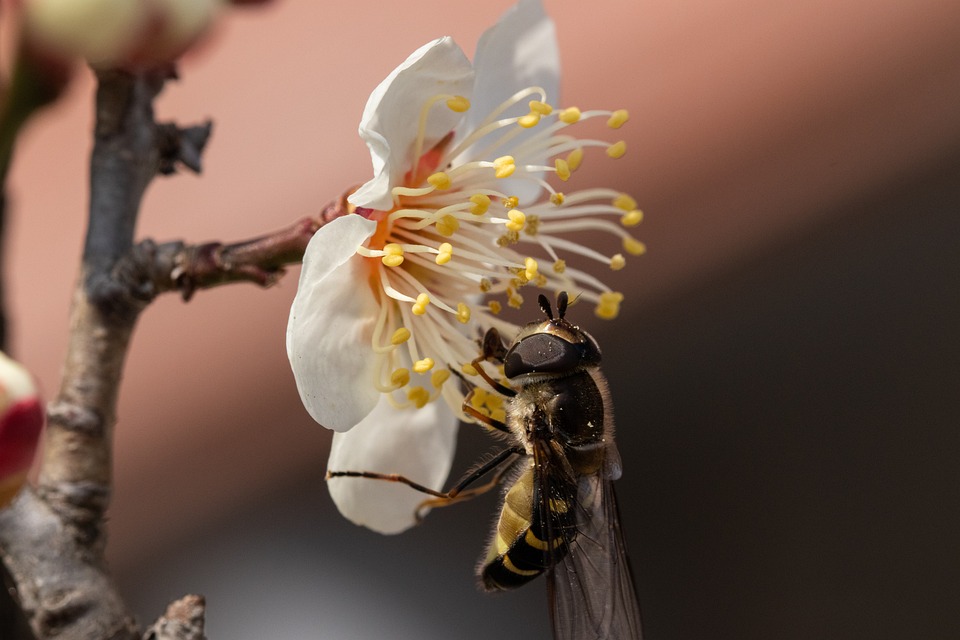 „Bienen als Bestäuber“ – Infostand im Waldstadtlabor am Mittwoch und Donnerstag