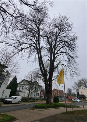 Kastanie an der Friedrich-Ebert-Straße