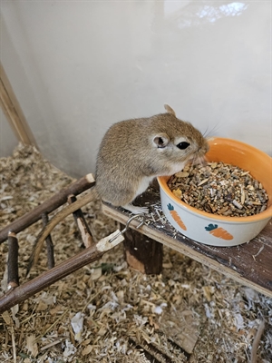 Wüstenrennmaus Murphy Foto: Tierheim Kreis Unna 