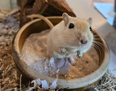 Wüstenrennmaus Simon Foto: Tierheim Kreis Unna 