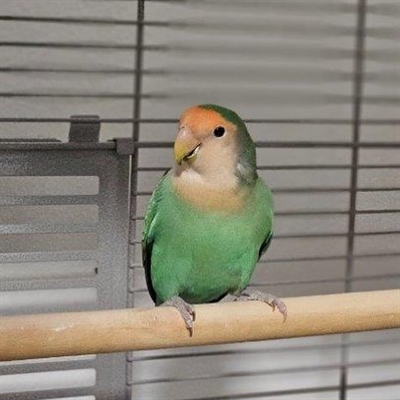 © Tierheim Kreis Unna