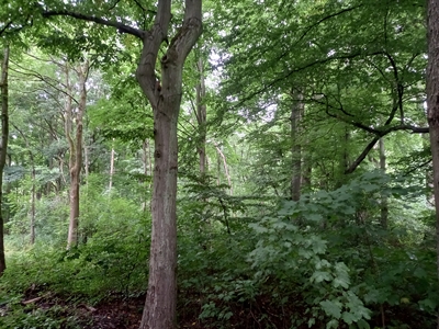Film Stadtwald