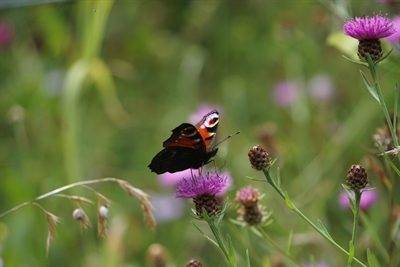 © Kreis Steinfurt, Jessica Focke