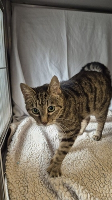 Tier der Woche Schlumpf Foto Kreis Unna