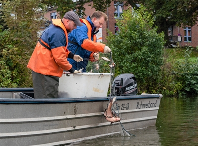 Kontrolle Fischbestand Aasee