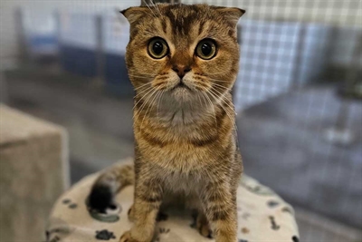 © Tierheim Kreis Unna