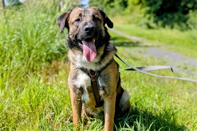 © Tierheim Kreis Unna