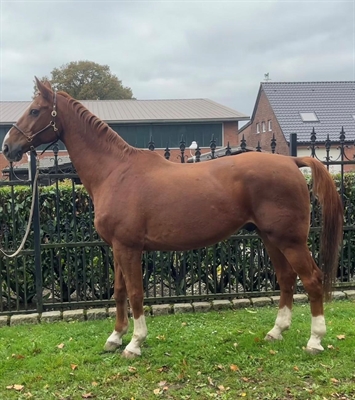 Brauner Wallach Bild 2 (4 weiße Fesseln)