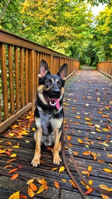 Jack Foto: Tierheim Kreis Unna