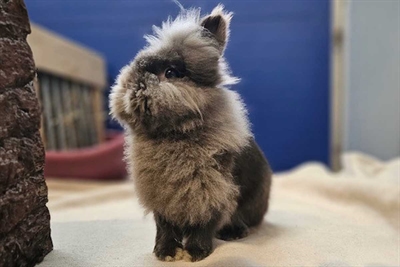 © Tierheim Kreis Unna